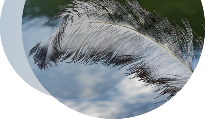 Bild einer Vogelfeder vor blauem Himmel