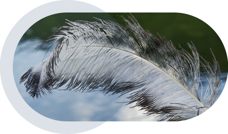 Bild einer Vogelfeder vor blauem Himmel